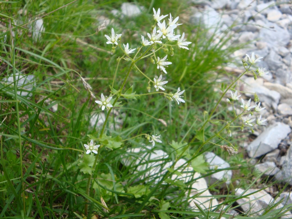 Saxifraga rotundifolia   (Saxifragaceae)